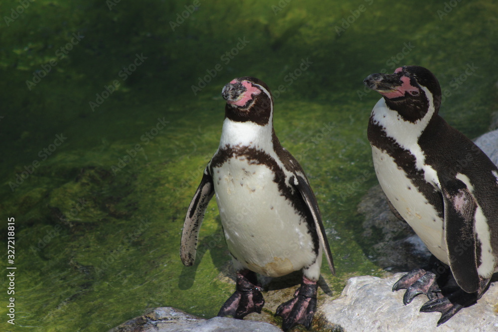 Naklejka premium WUnderschöne Tiere im TIerpark vom Schloss schünbrunn