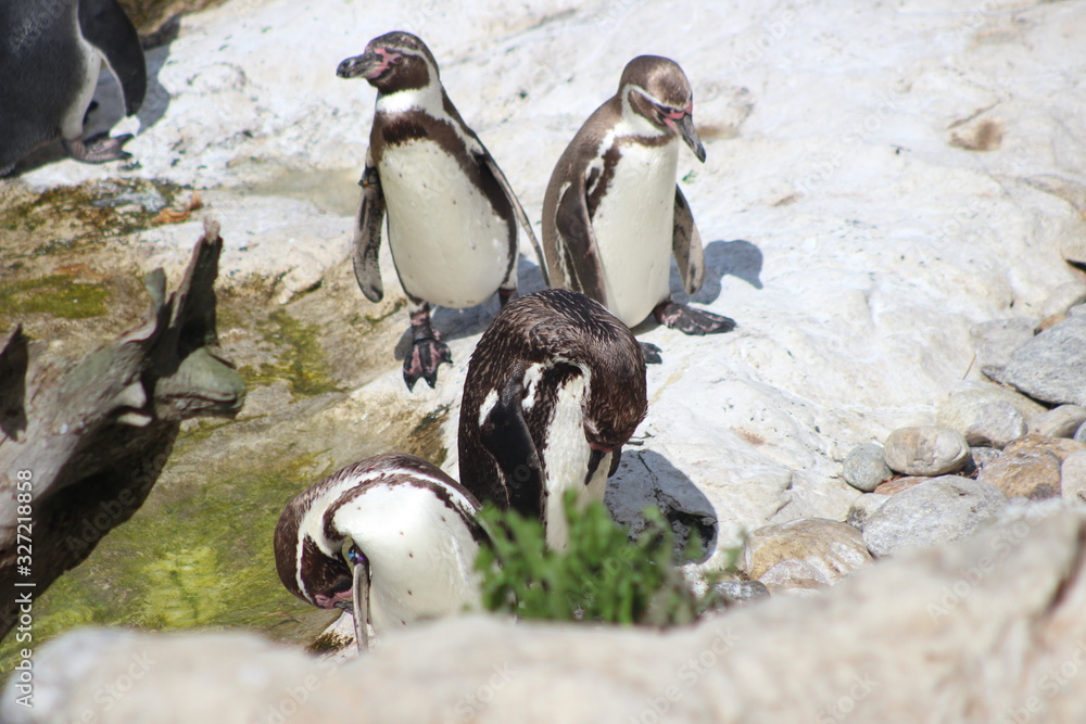 Fototapeta premium WUnderschöne Tiere im TIerpark vom Schloss schünbrunn