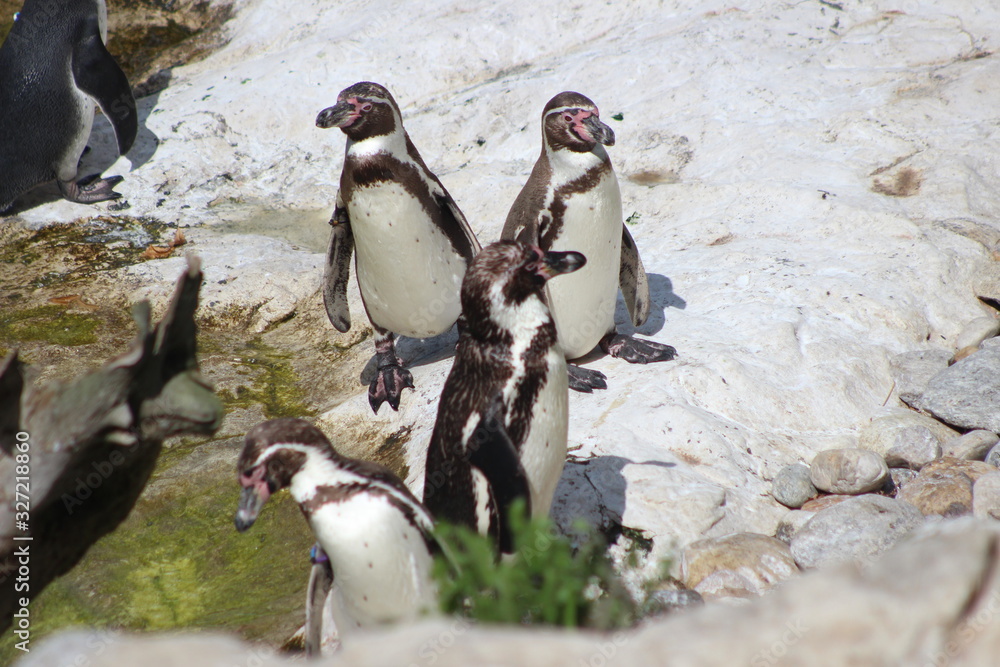 Obraz premium WUnderschöne Tiere im TIerpark vom Schloss schünbrunn
