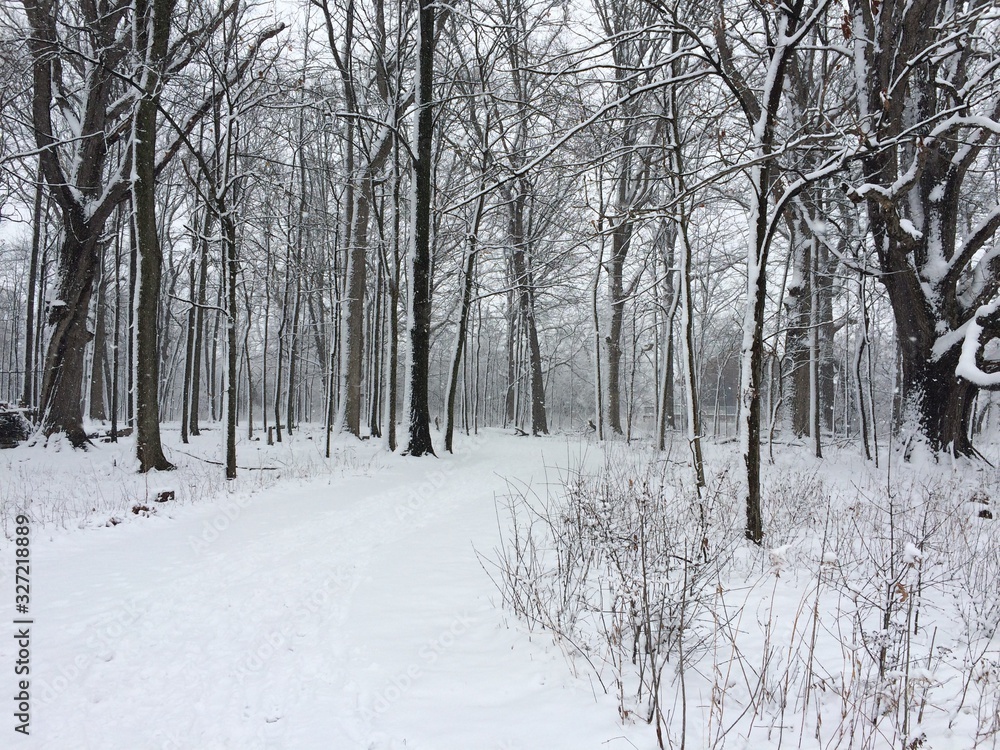 snowy winter in the forest snowy winter in the forest