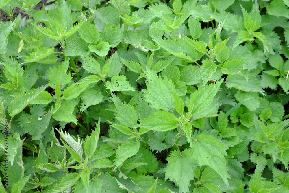 Nettle thicket as a background. Dangerous plant. Nettle thicket as a background. Dangerous plant.
