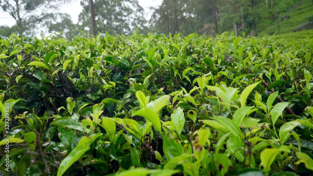 4k dolly video of rain at highland tea plantation on mountain slope, Ella, Sri Lanka 4k dolly video of rain at highland tea plantation on mountain slope, Ella, Sri Lanka