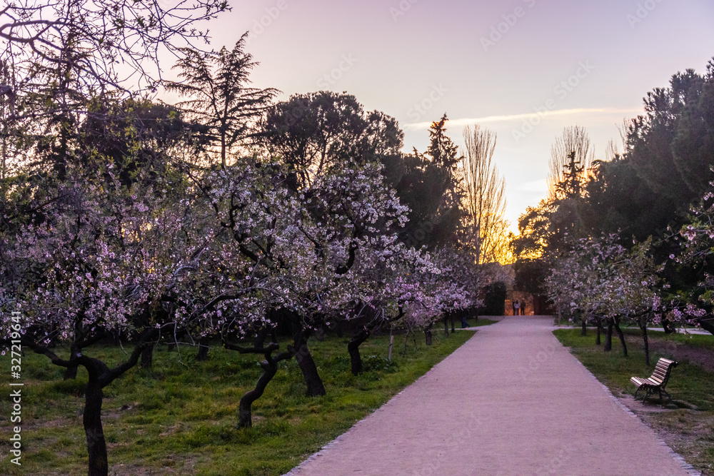 Almond Trees on