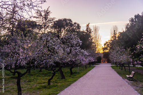 Obraz na płótnie Almond Trees on