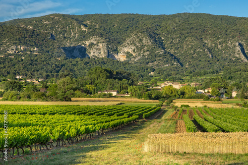 Vineyard in the region of Luberon. Beautiful view of a rural landscape during sunrise near Maubec, Provence, France