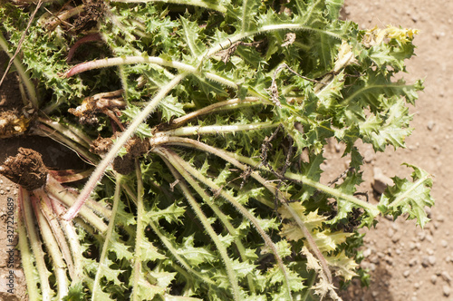 Scolymus hispanicus Spanish oyster thistle is an edible plant very culinary appreciated in certain areas of Andalusia only the central nerves of the leaf are used when they are young