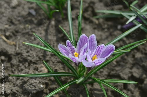 purple сrocusеs blooms in spring. spring flowers