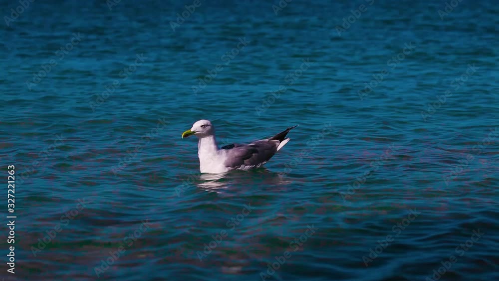 A seagull is swimming in the sea A seagull is swimming in the sea