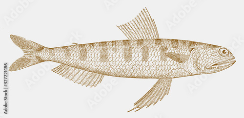 Snakefish, trachinocephalus myops, a fish from the Atlantic Ocean in side view