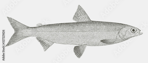 Alaska whitefish coregonus nelsonii, fish from the North America in side view photo