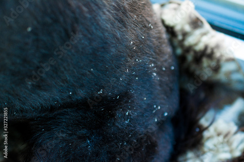 Tableau sur toile black dog hair