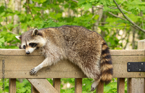 Canvas Print Mother raccoon resting on wooden deck railing on a warm afternoon in Oak Mountai