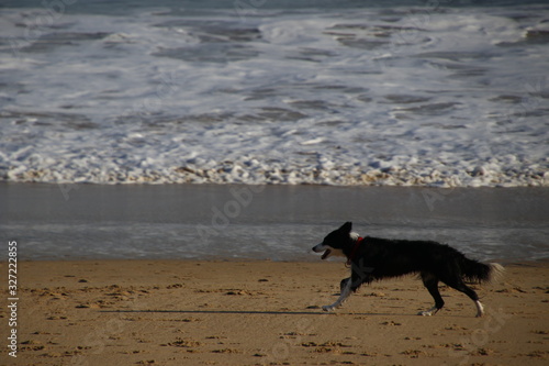 Dog running on the beach © Laiotz