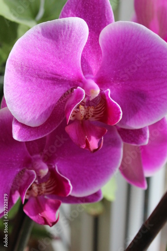Purple orchid  phalaenopsis on nature background