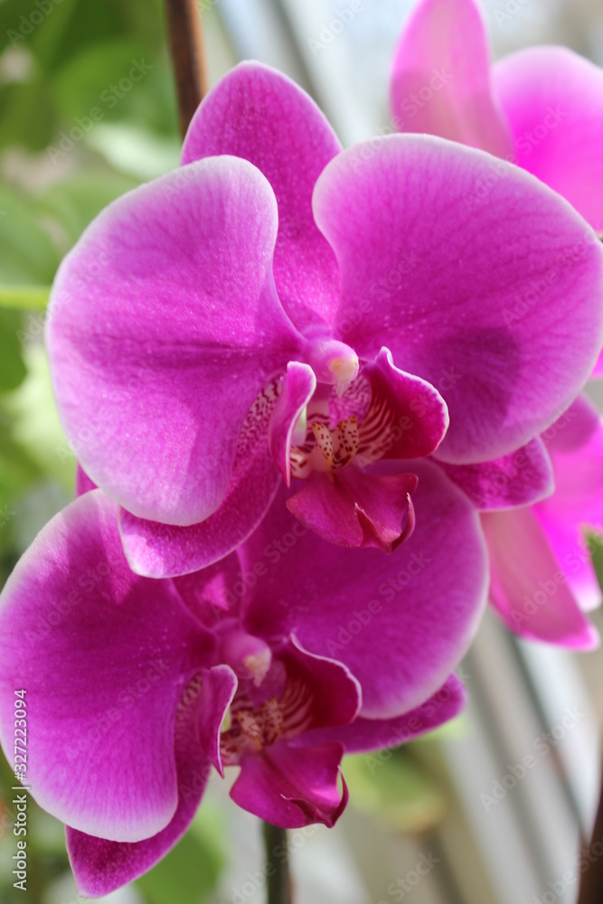 Pink orchid, phalaenopsis on green background for best greeting Pink orchid, phalaenopsis on green background for best greeting