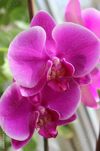 Pink orchid, phalaenopsis on green background for best greeting