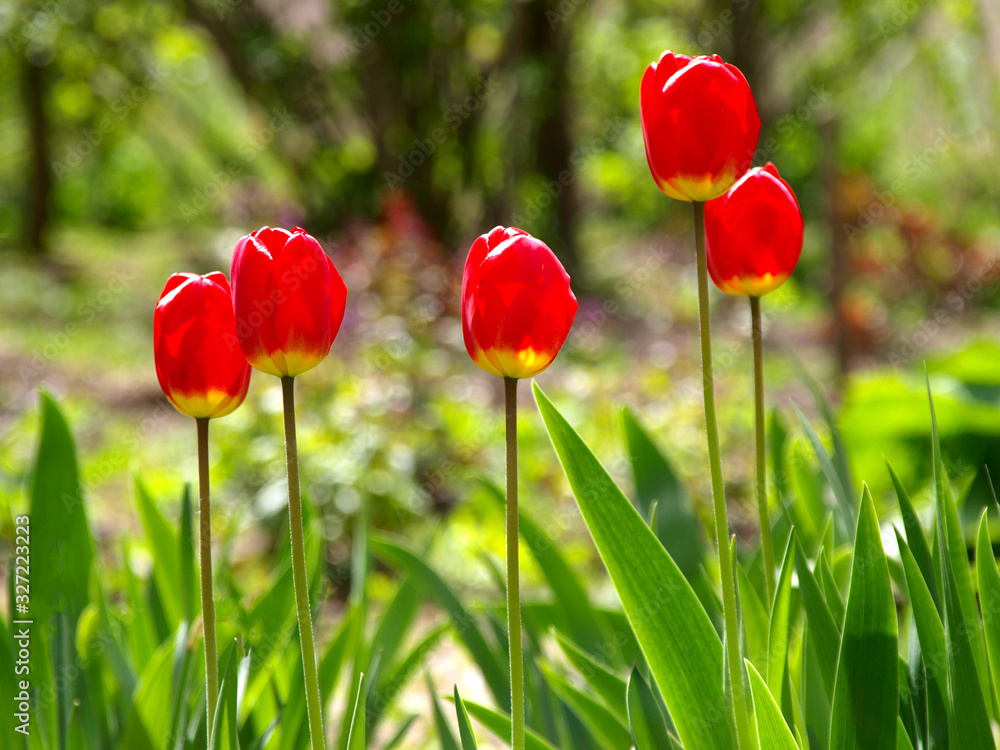 Fototapeta premium Colorful red tulips (Tulipa L) in blossom and sun backlights in city garden. Springtime and warm landscape with blooming flowers in the backlight. City park decoration. Bright colors of nature