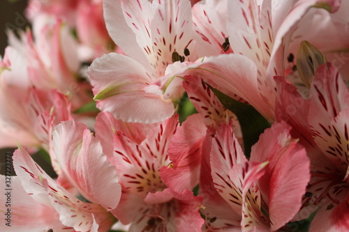 Nice, pink alstroemerias on flowers background for 8 of march, birthday, holiday, mother's day, valentine day, love, wedding, anniversary, romantic