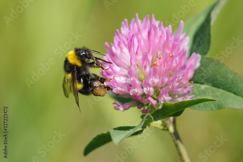 Bumblebee on a clover flower collects nectar on a green background. Macro © Tinka Mach