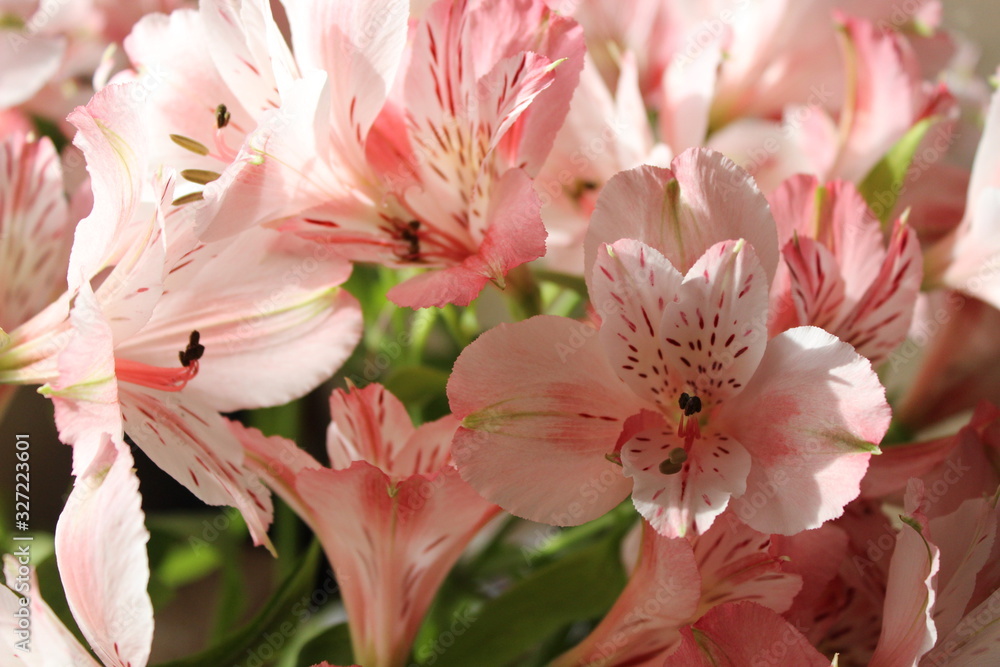 pink lily on morning, sunny, flowers background pink lily on morning, sunny, flowers background