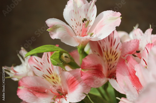Blossom flowers of orchid, lily on background for greeting card