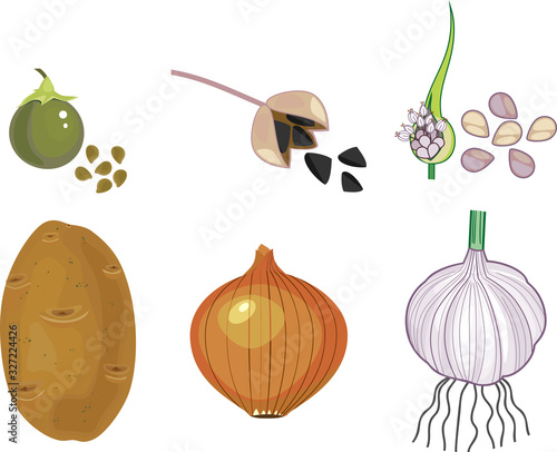 Vegetative and seed reproduction of vegetable plants: potato, onion, garlic isolated on white background