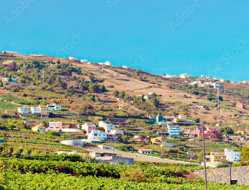 Vineyards on the island of Tenerife photo