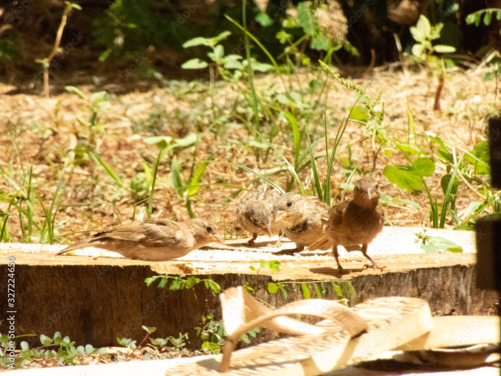 enjoying the sunny day to photograph sparrows