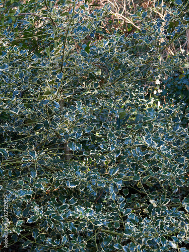 Ilex aquifolium 'Aureomarginata' | Ornamental shrub of English variegated holly 'Aurea Marginata' with pyramid-shaped, olive-green branches and green leaves with bright yellow margin