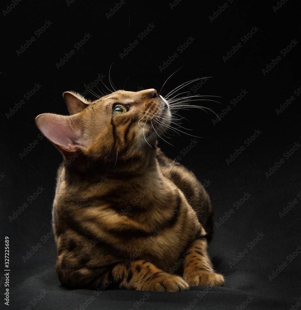 Beautiful young Bengali cat on a black background
