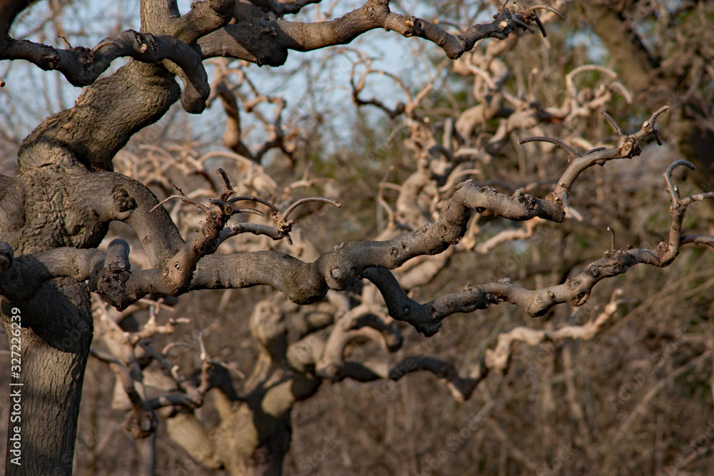 Abstract picture of curved tree branches Abstract picture of curved tree branches