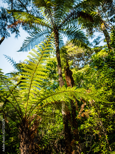 ferns and trees in the forest