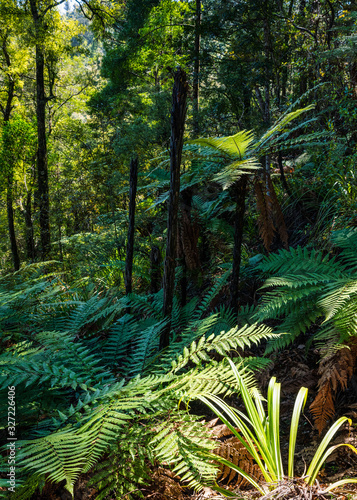 fern trees in forest