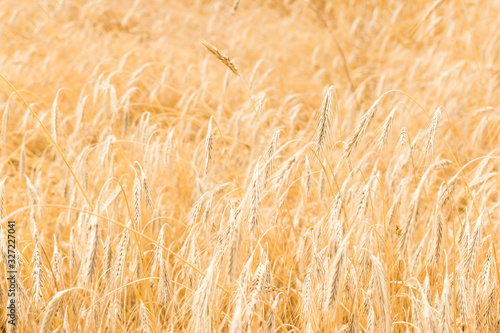 Fields of wheat at the end of summer fully ripe. natural background