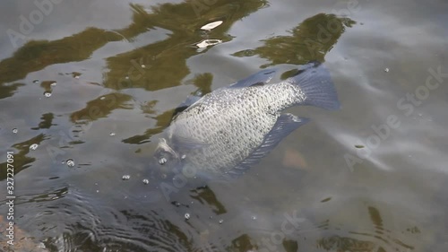 Dead fish on shore of South Asian pond. St. Peter's fish (Nile Tilapia, Oreochromis niloticus) - this is very tenacious water animal, nevertheless died in poisoning water, water pollution intoxication photo