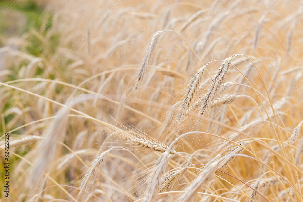 Fototapeta premium Fields of wheat at the end of summer fully ripe. natural background