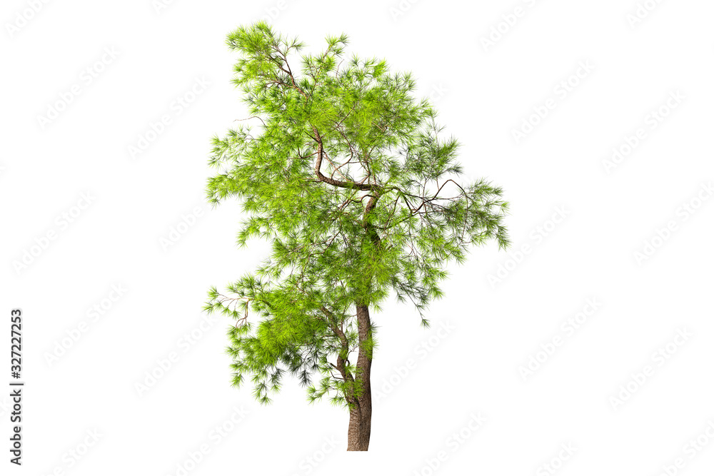 A coniferous evergreen spruce tree with a lush crown and a curved transverse trunk on a white background. Isolate oneself. 3D illustration. A coniferous evergreen spruce tree with a lush crown and a curved transverse trunk on a white background. Isolate oneself. 3D illustration.