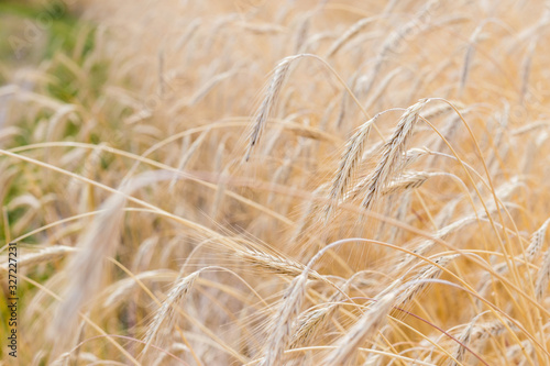 Fields of wheat at the end of summer fully ripe. natural background