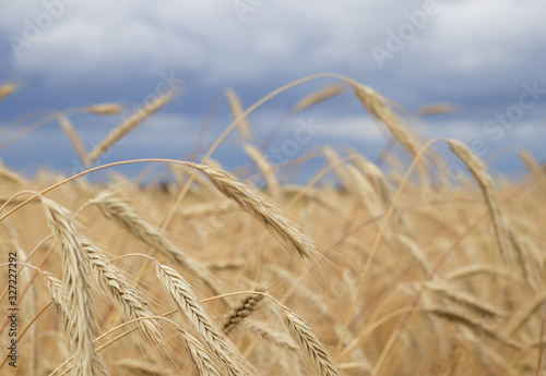 spikelets of wheat on a field on a farm against the backdrop of a blue sky