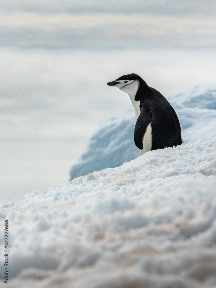 Naklejka premium alone penguin Chinstrap on ice in Antarctica
