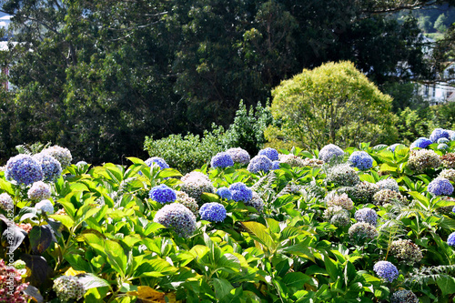 hydrangeas in Os Castelos rocks on the beach of Seiramar, between Covas a Sacido, in Viveiro, Lugo, Galicia. Spain. Europe. October 05, 2019 photo