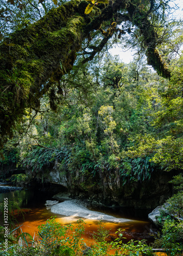 oparara river in the kahurangi national park forest in new zealand photo