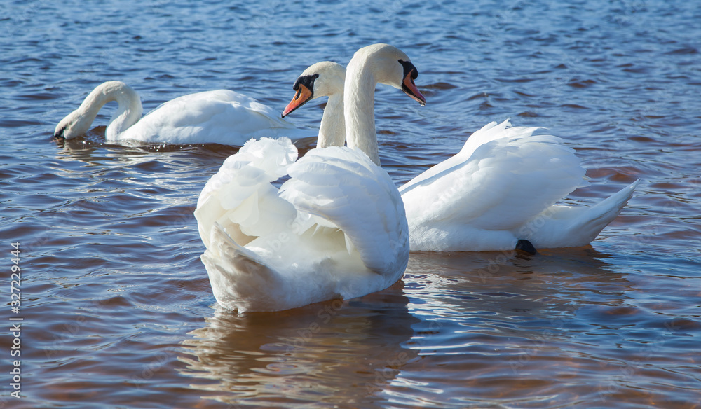 flock of white swans on the lake. beautiful fabulous birds. flock of white swans on the lake. beautiful fabulous birds.