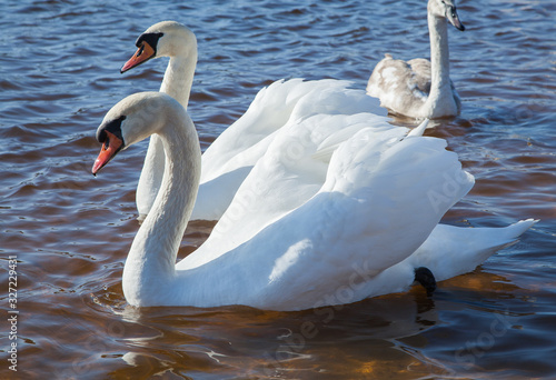 flock of white swans on the lake. beautiful fabulous birds.