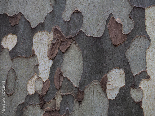 Horizontal image of round textures in gray and brown bark