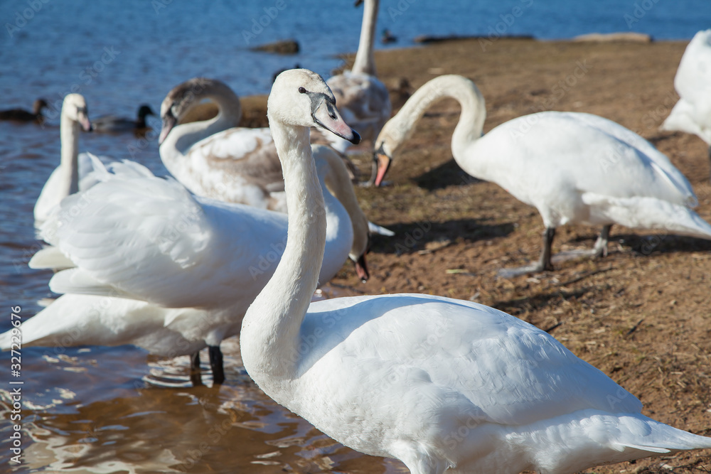 flock of white swans on the lake. beautiful fabulous birds. flock of white swans on the lake. beautiful fabulous birds.
