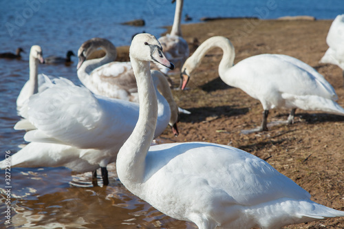 flock of white swans on the lake. beautiful fabulous birds.