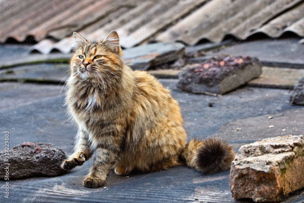 Obraz premium The red fluffy cat sits on the roof.