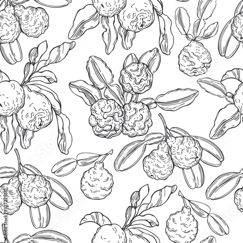 Hand drawn kaffir lime (bergamot). Vector seamless pattern.