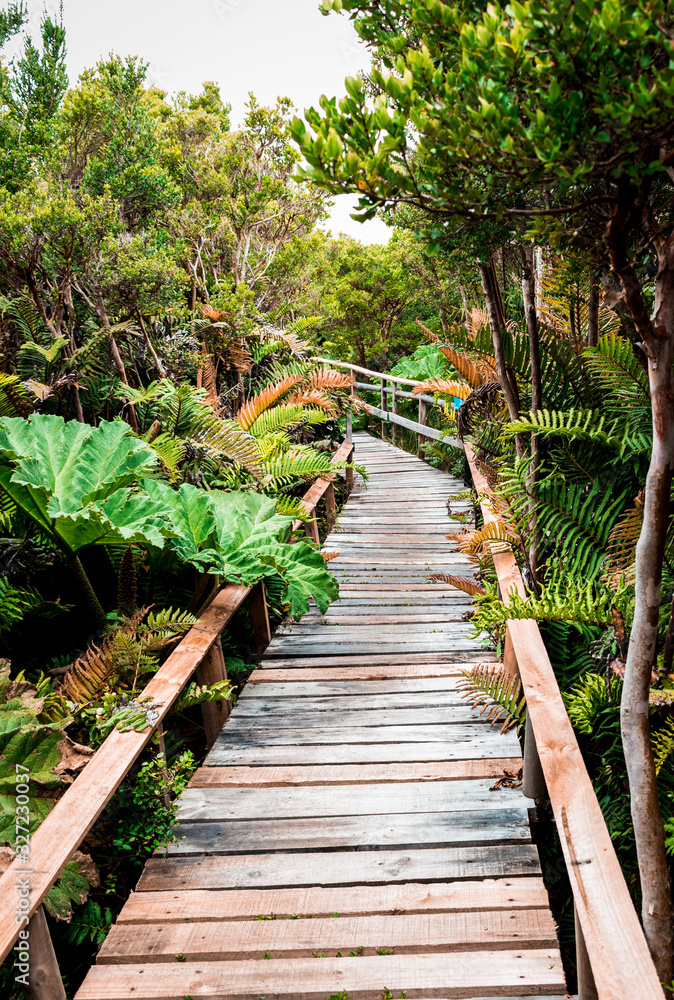 wooden bridge in the forest